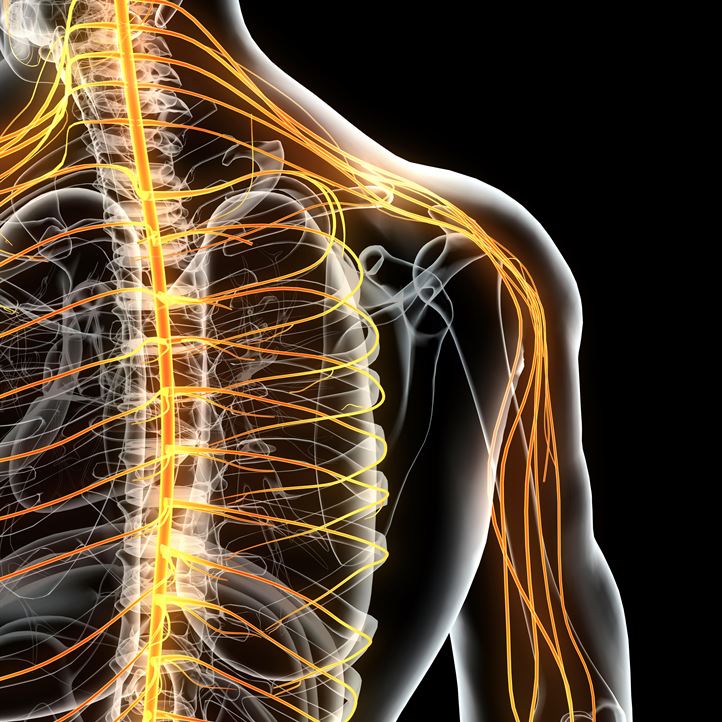 Fibromyalgi Nervsystemet